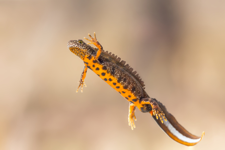 underbelly of a great crested newt