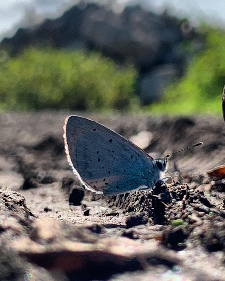 holly blue butterfly on the ground at astley moss