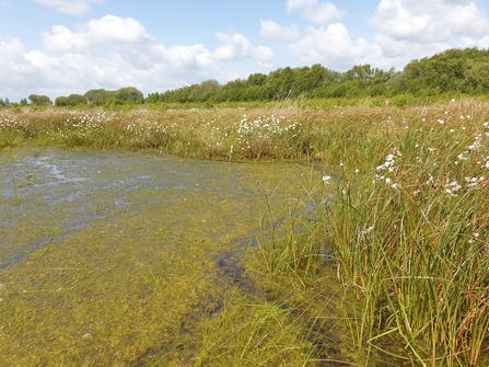 Green sphagnum moss covered bog pool surrounded by white cotton grass