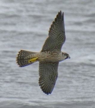 peregrine falcon flying over river at seaforth