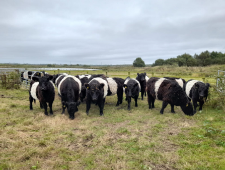 An image of a group of cows grazing at Lunt Meadows