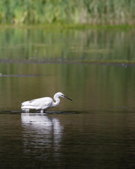 little egret in lake eating a dragonfly