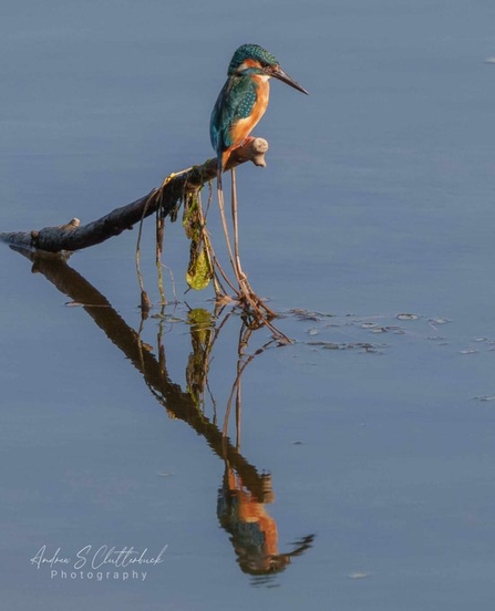 kingfisher resting on a branch on the river