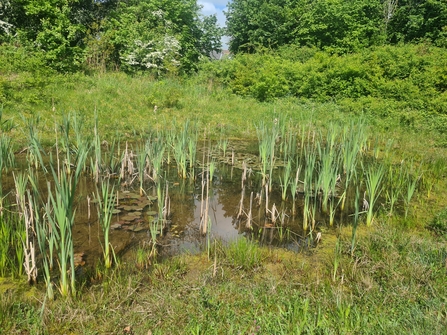 An example of an ancient pond, or ghost pond brought back to life