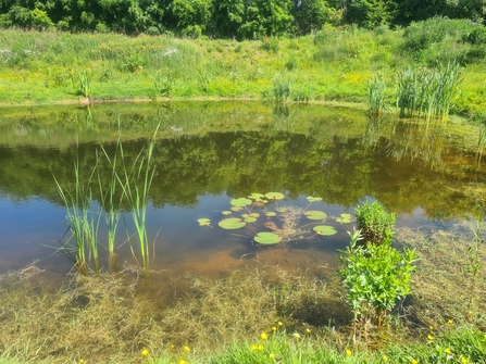 A historic pond teeming with life 