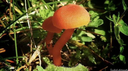 two scarlet waxcaps in grass