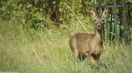 roe deer looking into the camera in woodland