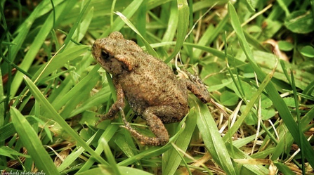 toadlet in the grass
