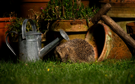 Hedgehog exploring garden at night