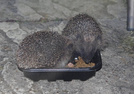 Two young hoglets feeding at night-time