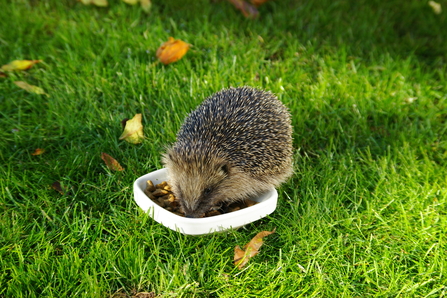 A hedgehog on a lawn feeding from a dish