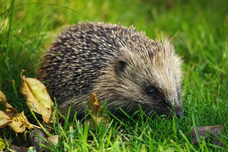 A European hedgehog in the garden