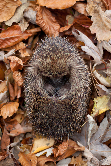 Hedgehog curled up in Autumn leaves 