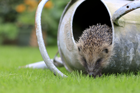 A hedgehog exploring a watering can