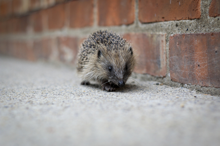Hedgehog pottering alongside a brick wall
