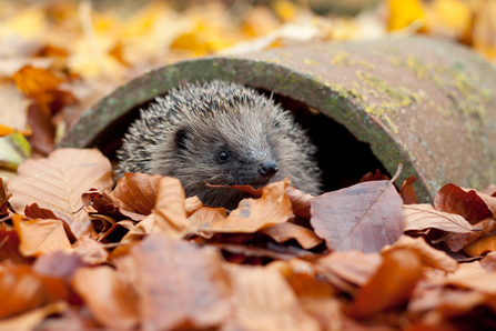 Hedgehog peeking out among autumn leaves