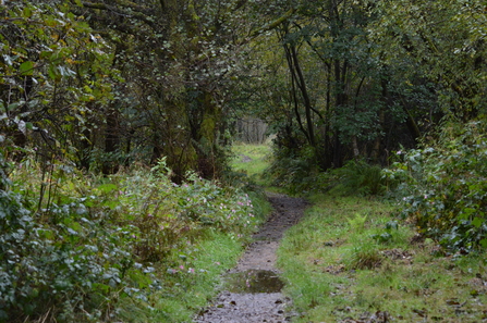 Longworth Clough woodland