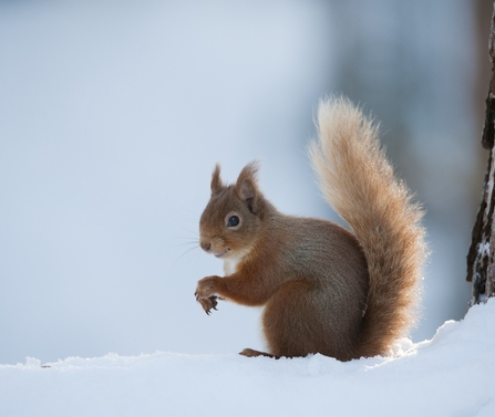 Red squirrel in the snow, smiling at the camera