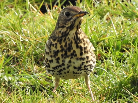 Song thrush shows its spots by Dave Steel