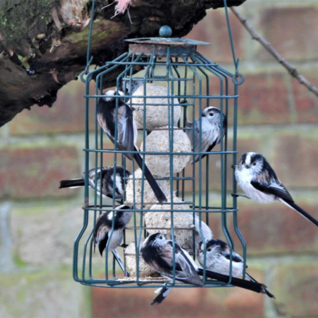 Long-tailed tits clustering on a hanging bird feeder
