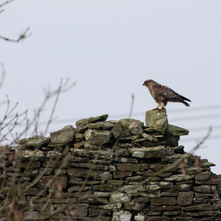 Buzzard at the seaside