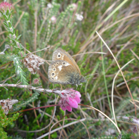Large heath butterfly resting on a flower head at Heysham