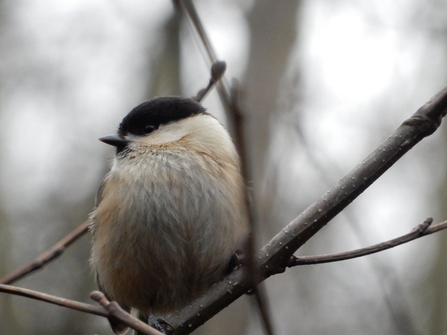 Willow Tit perched on a branch