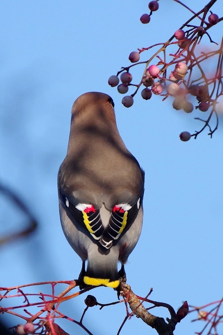 A bohemian waxwing  showing of it's tail feathers