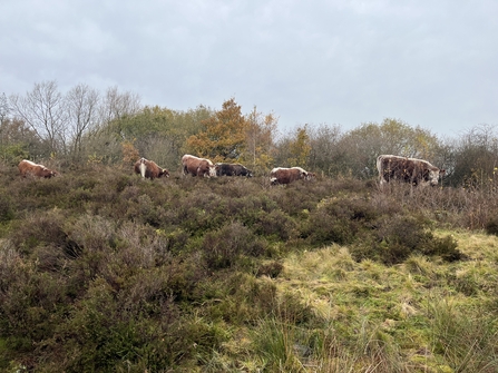 Cattle grazing in heathland in November 2023