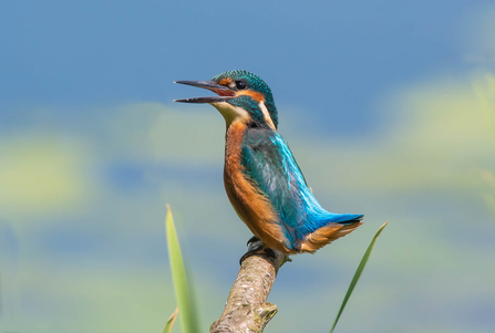 A blue and orange kingfisher perching on a branch