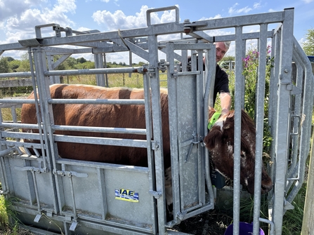 Grazing officer Mike Cunningham installing the collars in Spring 2023.