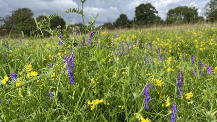 Tufted vetch & meadow vetchling at Cutacre