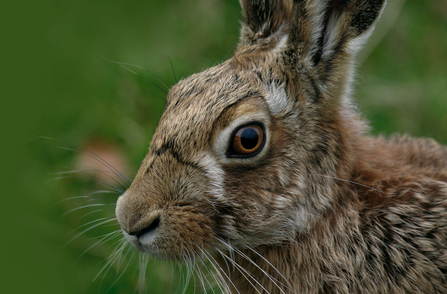 Close up image of brown hare's face