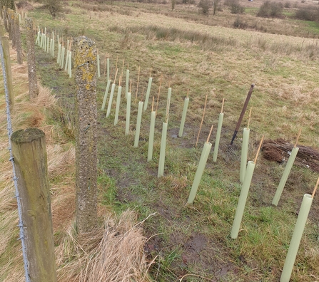 Row of newly planted hedgerow trees in green tree guards