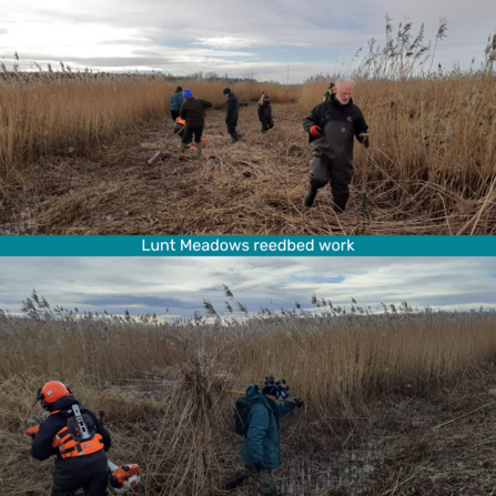 Volunteers working on the reedbeds at Lunt Photo by Amy Birtles