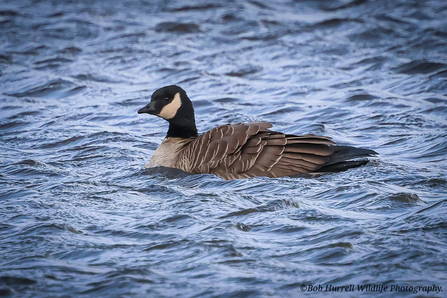 A cackling goose Photo by Bob Hurrell