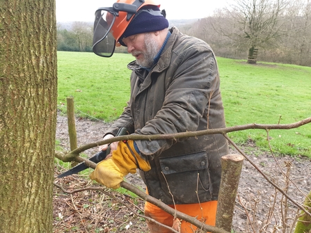 A volunteer removing a branch during headgelaying