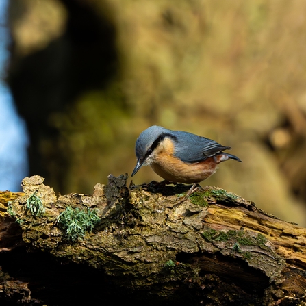 Nuthatch at Mere Sands Wood. Image by Liam Green