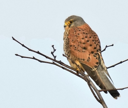 Kestrel at Lunt Meadows by Kevin Hall