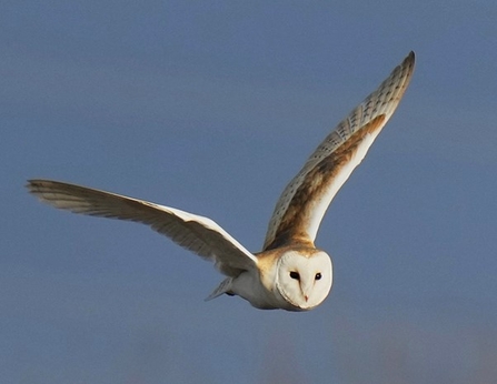 A barn owl against a blue sky at Lunt Meadows. Image by Kevin Hall