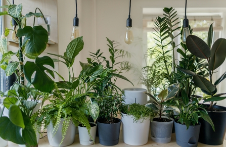 House plants can be grown and sold in compost containing peat.