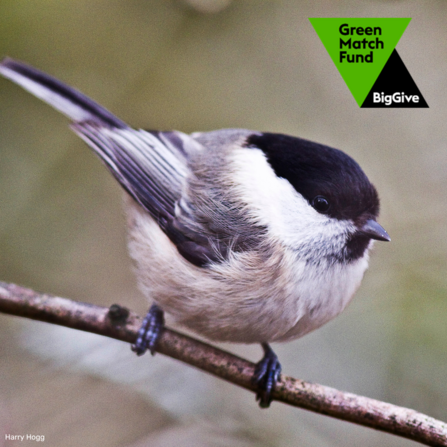 Willow tit by Harry Hogg