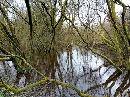 A woodland landscape where trees grow out of flooded ground