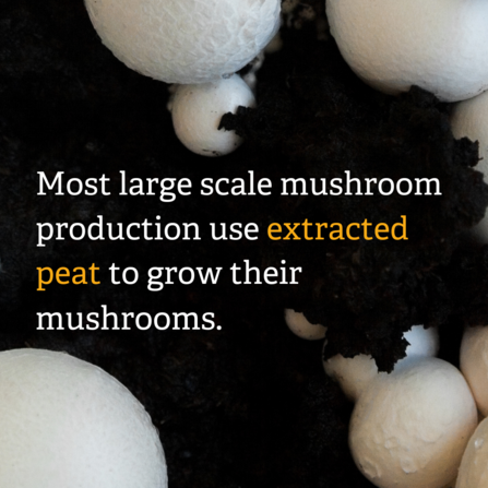 Most large scale mushroom production use extracted peat.