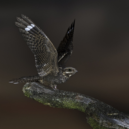 Male nightjar alighting on a branch at dusk with its wings outstretched