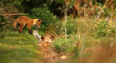 Fox cubs play fighting in front of bushes