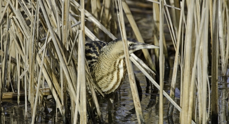 A bittern in reeds