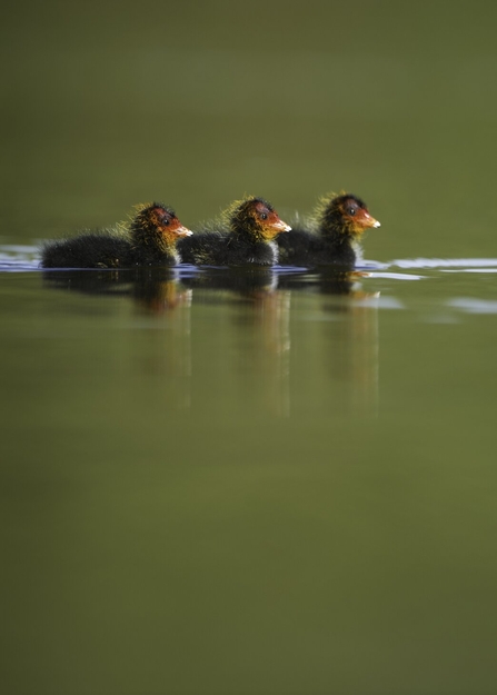 Three black coot chicks with red heads swimming across water in a row