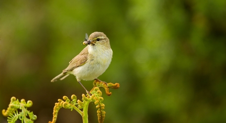 A willow warbler perched on a fern with insects in its beak