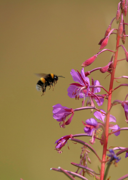A species of white-tailed bumblebee flying towards pink flowers